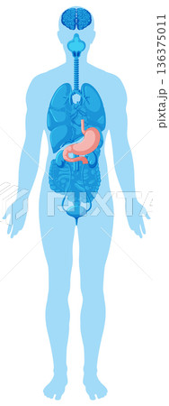 Human Body Silhouette with Highlighted Stomach and Organs Human Body Silhouette with Highlighted Stomach and Organs 136375011