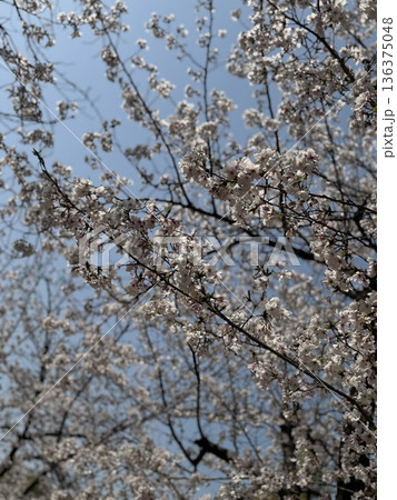 青空と満開の桜(ソメイヨシノ) 青空と満開の桜(ソメイヨシノ) 136375048