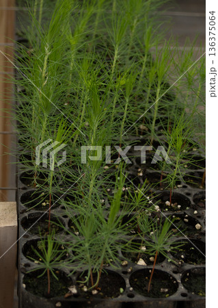 Pine seedlings growing in a nursery tray, nurtured in a greenhouse for future reforestation and ecological sustainability Pine seedlings growing in a nursery tray, nurtured in a greenhouse for future reforestation and ecological sustainability 136375064