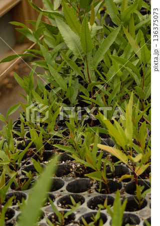 Young plants seedlings thriving in a nursery seed starting tray.Environmental protection 136375073