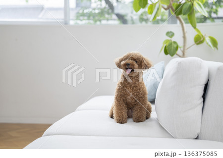 ソファに座るトイプードル（5歳の男の子） 136375085