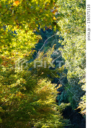 秋の気配が感じられる神護寺境内の風景 136375116