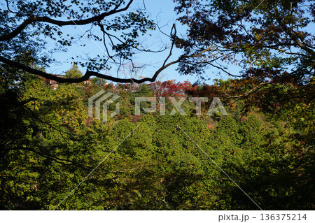 神護寺の参道から見た周囲の山々 神護寺の参道から見た周囲の山々 136375214