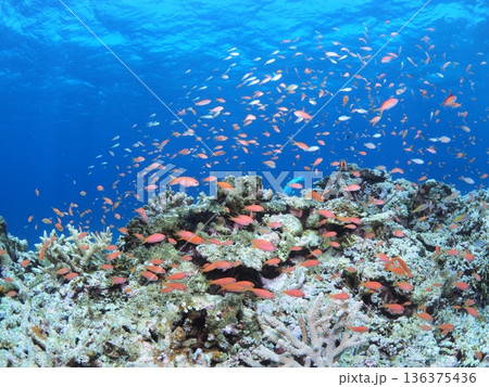 沖縄の海、海中風景イメージ 沖縄の海、海中風景イメージ 136375436