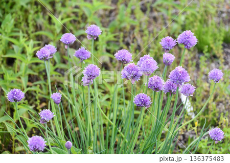チャイブ Chives チャイブ Chives 136375483