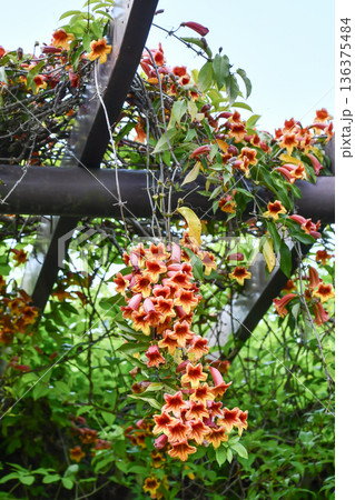 ツリガネカズラ　Cup and Saucer Vine 136375484