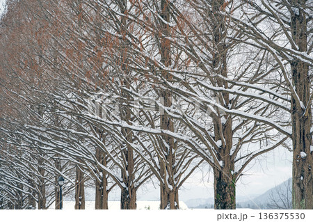 滋賀 メタセコイア並木の雪景色 滋賀 メタセコイア並木の雪景色 136375530