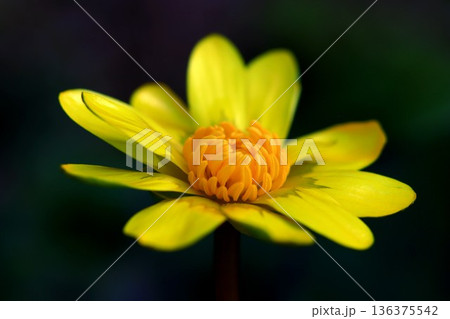 ヒメリュウキンカ 136375542