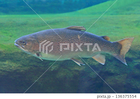 信州サーモン 136375554