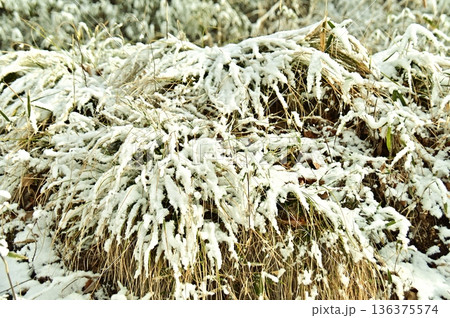 雪に覆われた草 136375574