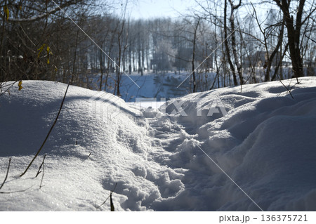 A snowy path winds through a winter forest with bare trees and bright sunlight A snowy path winds through a winter forest with bare trees and bright sunlight 136375721