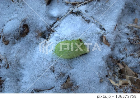 雪の上に落ちた緑色のウスタビガの繭 雪の上に落ちた緑色のウスタビガの繭 136375759
