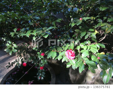 ピンクの花をつけたサザンカの木 136375781