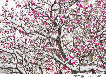 ウメの花・雪が積もった紅梅・雪中梅 136375840