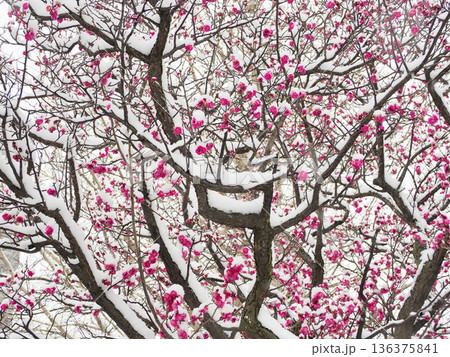 ウメの花・雪が積もった紅梅・雪中梅 ウメの花・雪が積もった紅梅・雪中梅 136375841