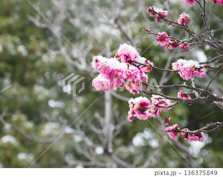 ウメの花・雪が積もった紅梅・雪中梅 ウメの花・雪が積もった紅梅・雪中梅 136375849