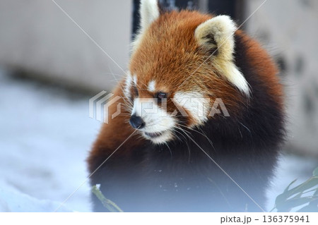 レッサーパンダ レッサーパンダ 136375941