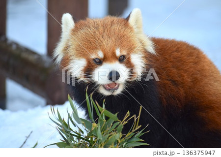 レッサーパンダ 136375947