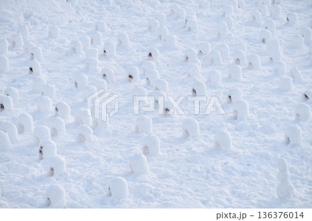 横手かまくら祭り　ミニかまくら 136376014