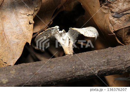 日本の森・落葉と枯れ枝にツヤウチワタケモドキ茸を横から観察(フィールド菌・キノコ類マクロ撮影) 日本の森・落葉と枯れ枝にツヤウチワタケモドキ茸を横から観察(フィールド菌・キノコ類マクロ撮影) 136376207