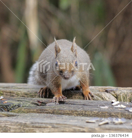 奈良県　二上山のリス 136376434