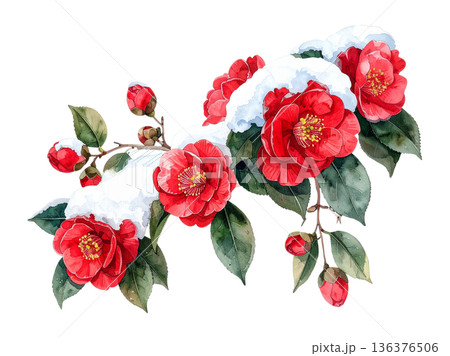 雪と椿の水彩イラスト 136376506