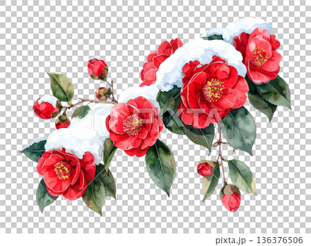 雪と椿の水彩イラスト 136376506