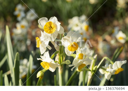 スイセンの花 スイセンの花 136376694