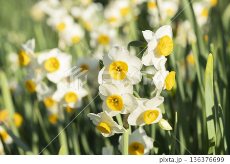 スイセンの花 136376699