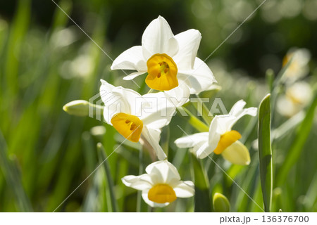 スイセンの花 136376700