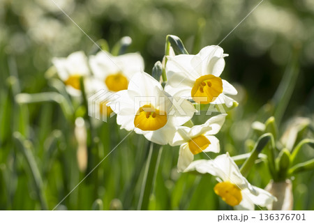 スイセンの花 136376701