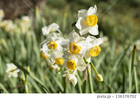 スイセンの花 スイセンの花 136376702