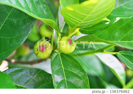 緑色のイヌビワの実（春、五月） 136376862