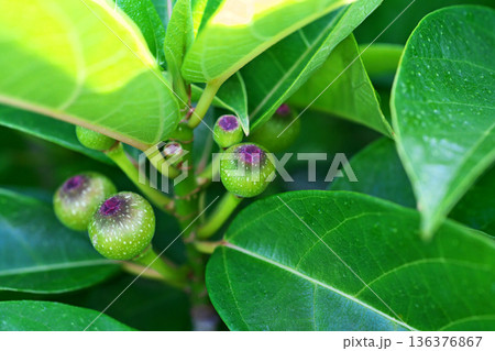 緑色のイヌビワの実（春、五月） 136376867