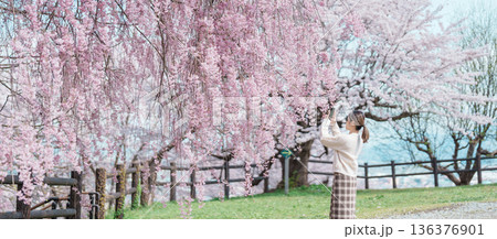 Woman tourist sightseeing Sakura Cherry Blossom in Spring, happy traveler travel in Tendo Park or Maizuru Park in Yamagata prefecture, Tohoku, Japan. famous Landmark for Travel and Vacation Woman tourist sightseeing Sakura Cherry Blossom in Spring, happy traveler travel in Tendo Park or Maizuru Park in Yamagata prefecture, Tohoku, Japan. famous Landmark for Travel and Vacation 136376901