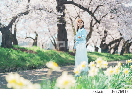Woman tourist sightseeing Kitakami Tenshochi Park with Sakura Cherry Blossom in Spring, traveler travel in Kitakami festival, Iwate prefecture, Japan. Landmark for Travel and Vacation destination Woman tourist sightseeing Kitakami Tenshochi Park with Sakura Cherry Blossom in Spring, traveler travel in Kitakami festival, Iwate prefecture, Japan. Landmark for Travel and Vacation destination 136376918
