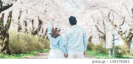 Couple tourist sightseeing Kitakami Tenshochi Park with Sakura Cherry Blossom in Spring, traveler travel in Kitakami festival, Iwate prefecture, Japan. Landmark for Travel and Vacation destination 136376981