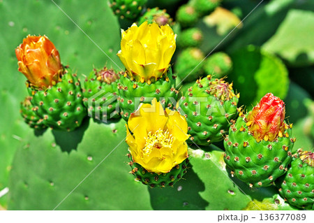 ウチワサボテンの花（春、五月） 136377089