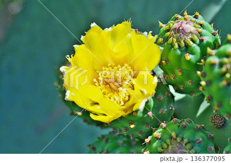 ウチワサボテンの花（春、五月） 136377095