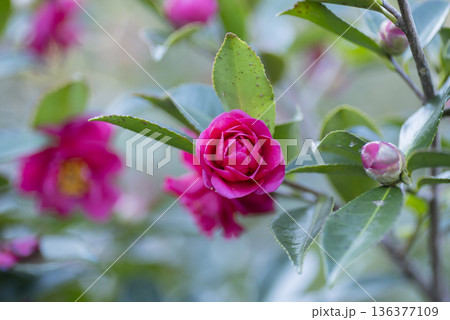 サザンカの花 サザンカの花 136377109