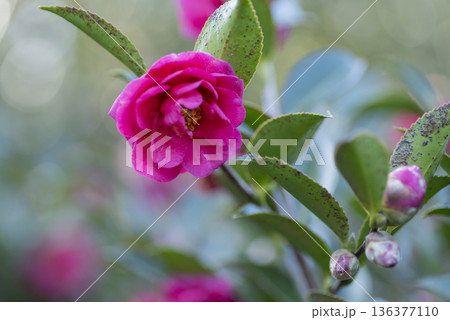 サザンカの花 136377110