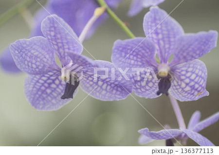 ランの花 136377113