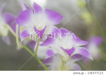 ランの花 136377115