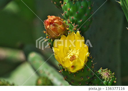 ウチワサボテンの花(春、五月) ウチワサボテンの花(春、五月) 136377116