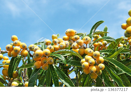 オレンジ色のビワの実（春、五月） 136377217