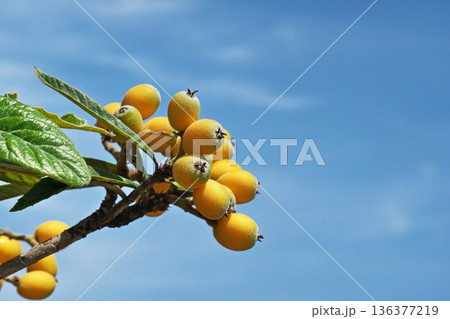 オレンジ色のビワの実（春、五月） 136377219