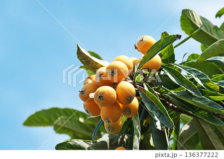 オレンジ色のビワの実(春、五月) オレンジ色のビワの実(春、五月) 136377222