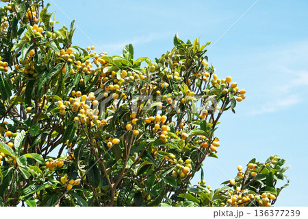 オレンジ色のビワの実(春、五月) オレンジ色のビワの実(春、五月) 136377239