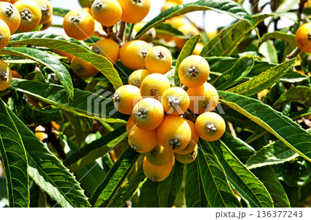 オレンジ色のビワの実(春、五月) オレンジ色のビワの実(春、五月) 136377243