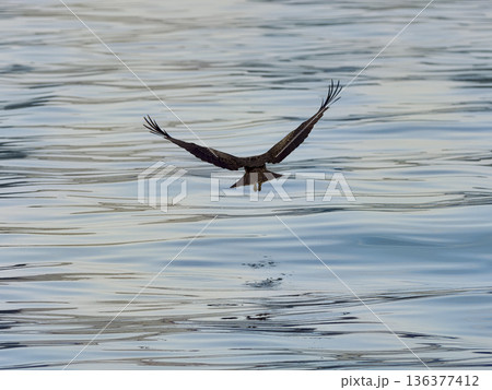 港の海面を低空飛行するトビ 136377412